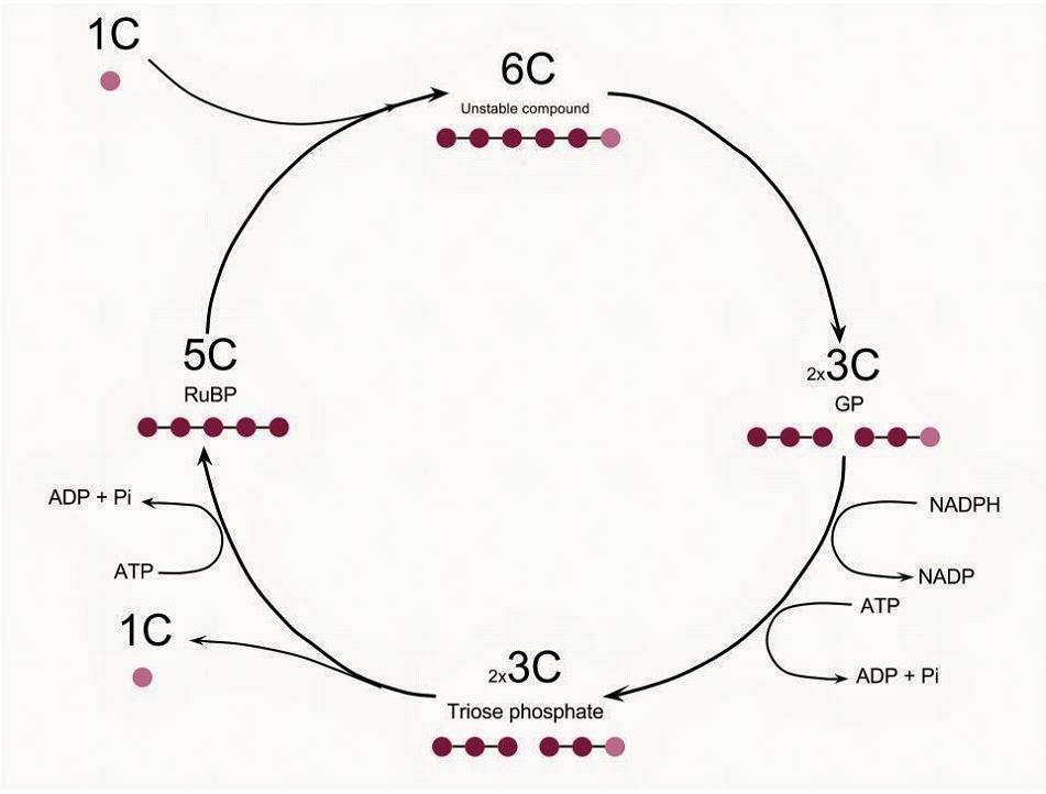 Stages of the Calvin Cycle.png